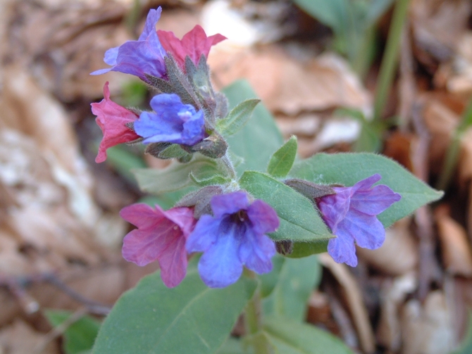 Pulmonaria officinalis / Polmonaria